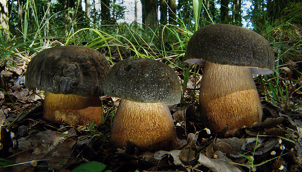 hríb bronzový Boletus aereus Bull. ex Fr.