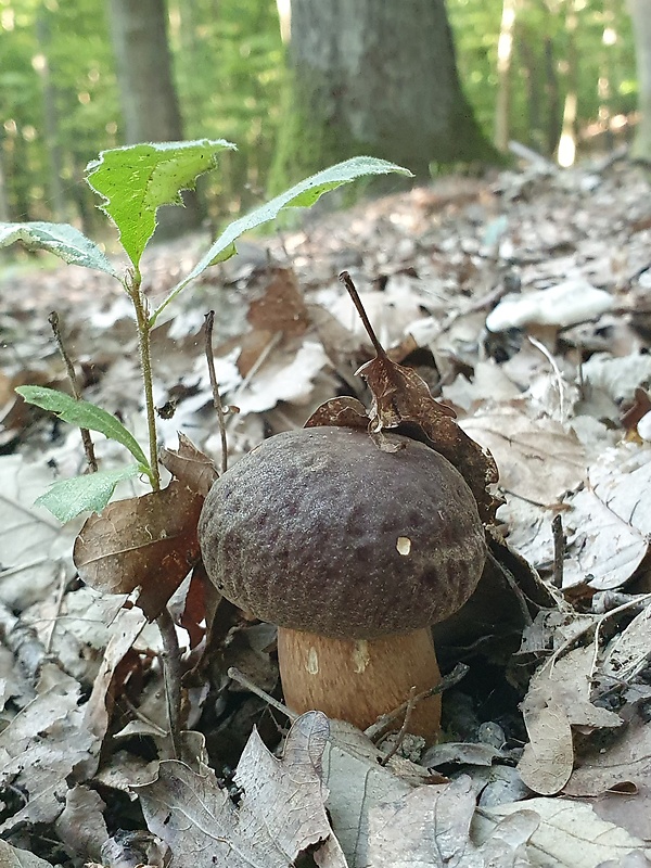 hríb bronzový Boletus aereus Bull. ex Fr.