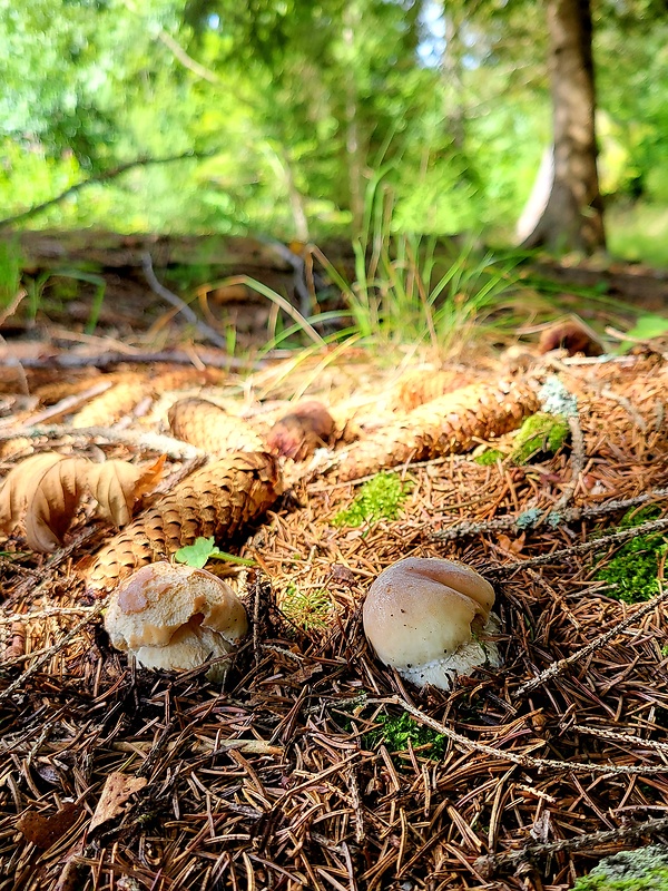 hríb smrekový Boletus edulis Bull.