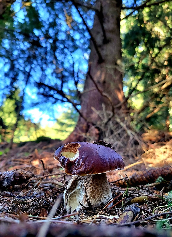 hríb smrekový Boletus edulis Bull.