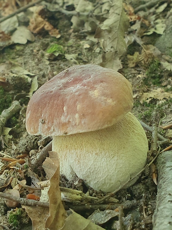 hríb smrekový Boletus edulis Bull.