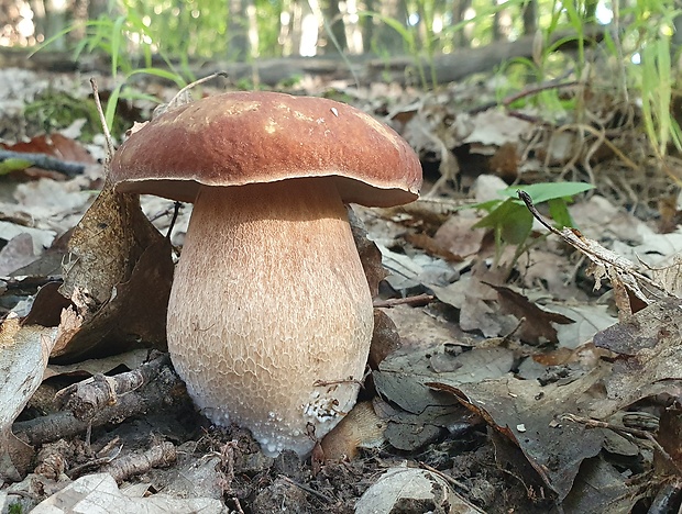 hríb dubový Boletus reticulatus Schaeff.