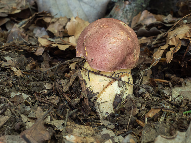 hríb nádherný Butyriboletus fuscoroseus (Smotl.) Vizzini & Gelardi