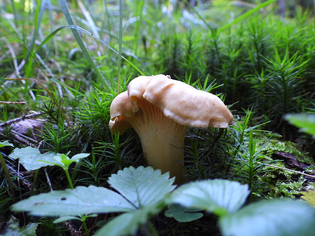 kuriatko jedlé ametystové Cantharellus amethysteus (Quél.) Sacc.