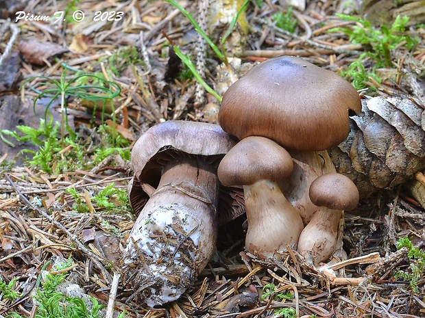 pavučinovec Cortinarius sp.