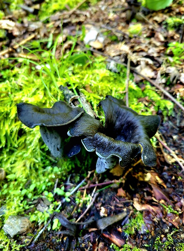 lievik trúbkovitý Craterellus cornucopioides (L.) Pers.