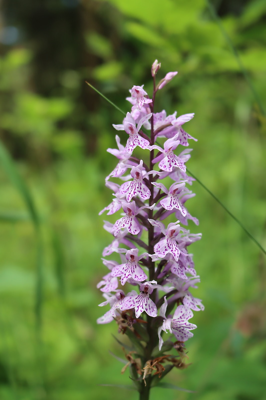 vstavačovec fuchsov pravý Dactylorhiza fuchsii subsp. fuchsii (Druce) Soó