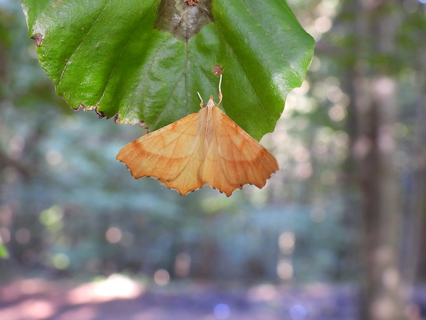 listnatka dubová Ennomos quercinaria