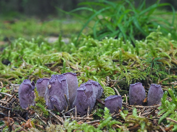 lievikovec kyjakovitý Gomphus clavatus (Pers.) Gray