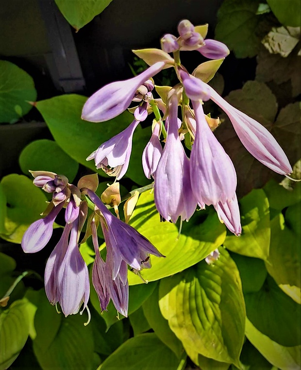 bohyška Hosta