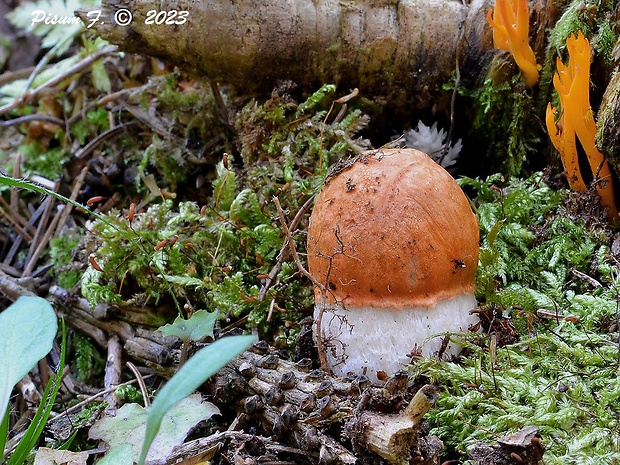 kozák smrekový Leccinum piceinum Pilát & Dermek