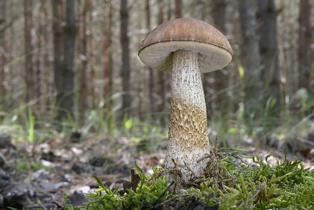 kozák brezový Leccinum scabrum (Bull.) Gray