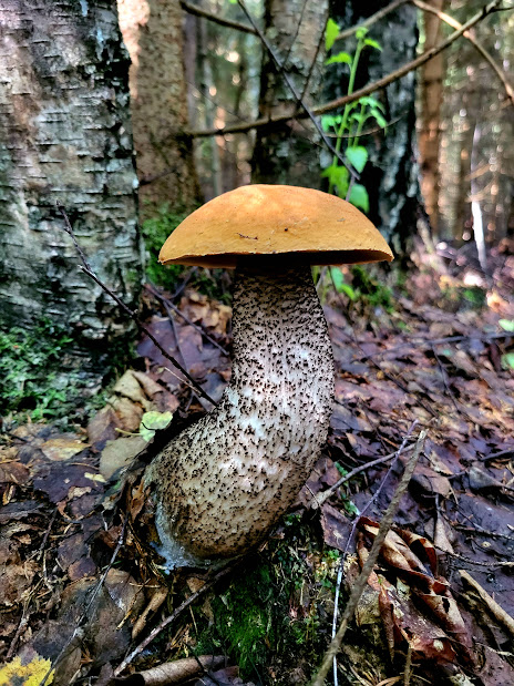 kozák žltooranžový Leccinum versipelle (Fr. & Hök) Snell