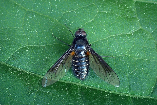 chlpačka ♂ Lomatia lateralis (Meigen, 1820)