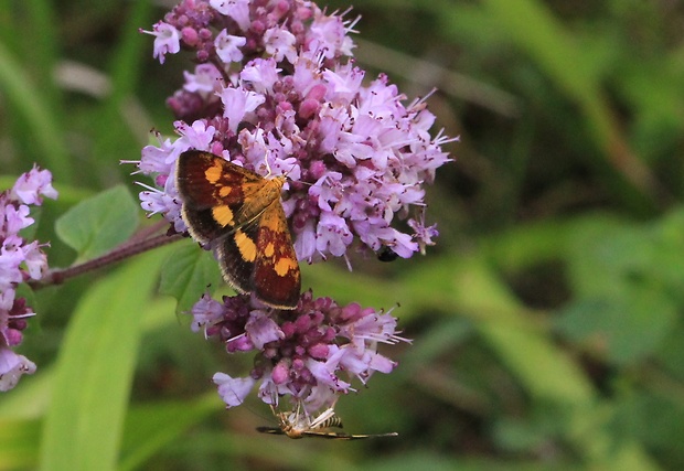 vijačka zlatoškvrná Pyrausta aurata