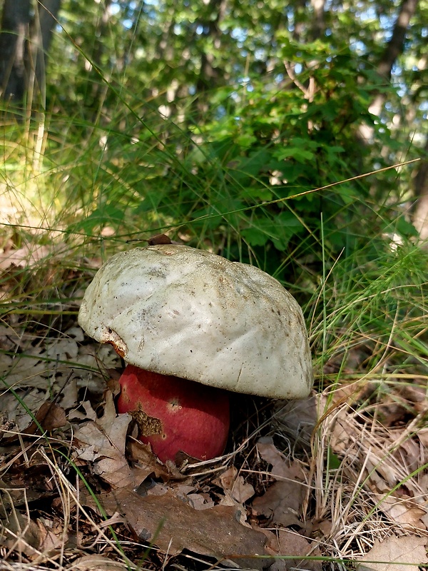 hríb satanský Rubroboletus satanas f. satanas (Lenz) Kuan Zhao & Zhu L. Yang