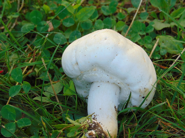 pečiarka  Agaricus