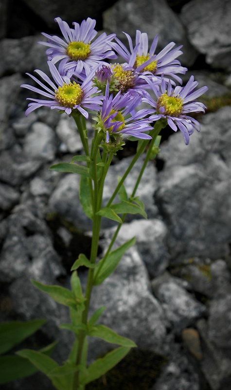 astra spišská Aster amelloides Besser