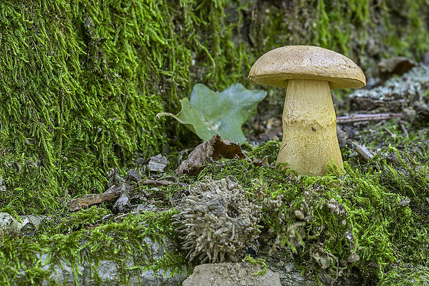 suchohríb moravský Aureoboletus moravicus (Václ. Vacek) Klofac