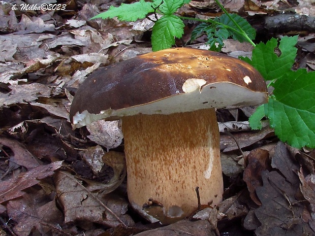 hríb bronzový Boletus aereus Bull. ex Fr.