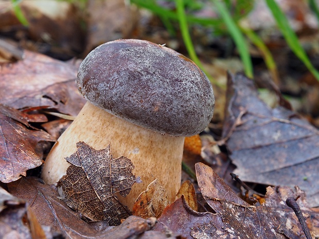 hríb bronzový Boletus aereus Bull. ex Fr.