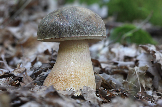 hríb bronzový Boletus aereus Bull. ex Fr.