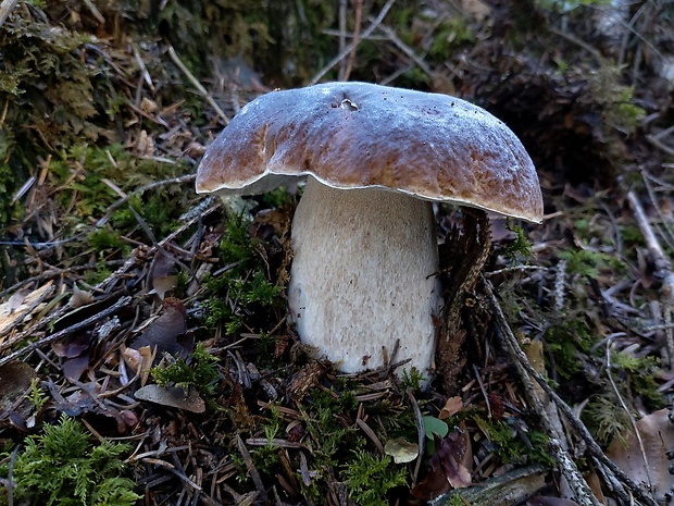 hríb smrekový Boletus edulis Bull.