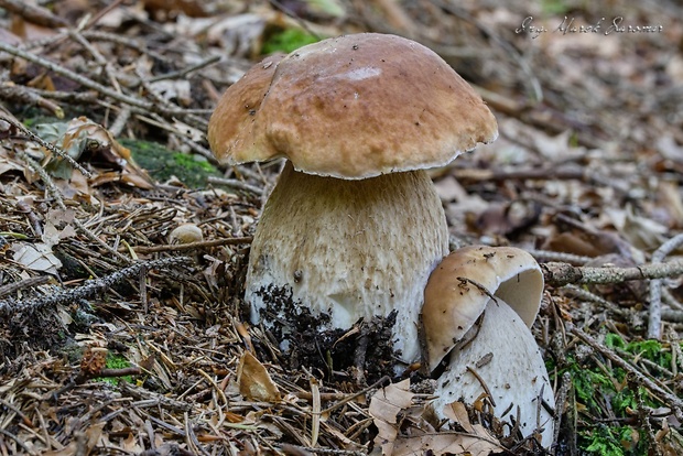 hríb smrekový Boletus edulis Bull.