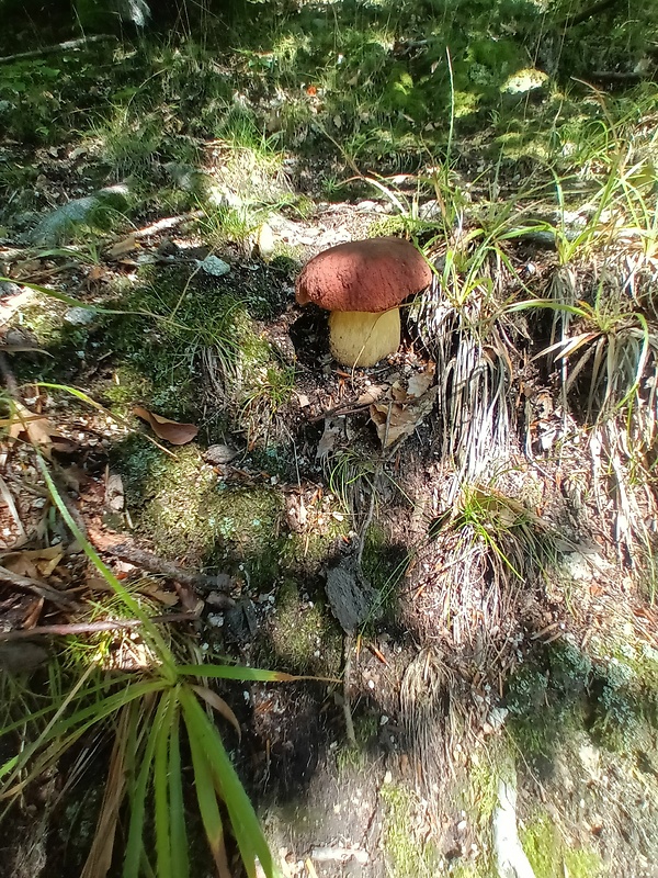 hríb sosnový Boletus pinophilus Pil. et Dermek in Pil.