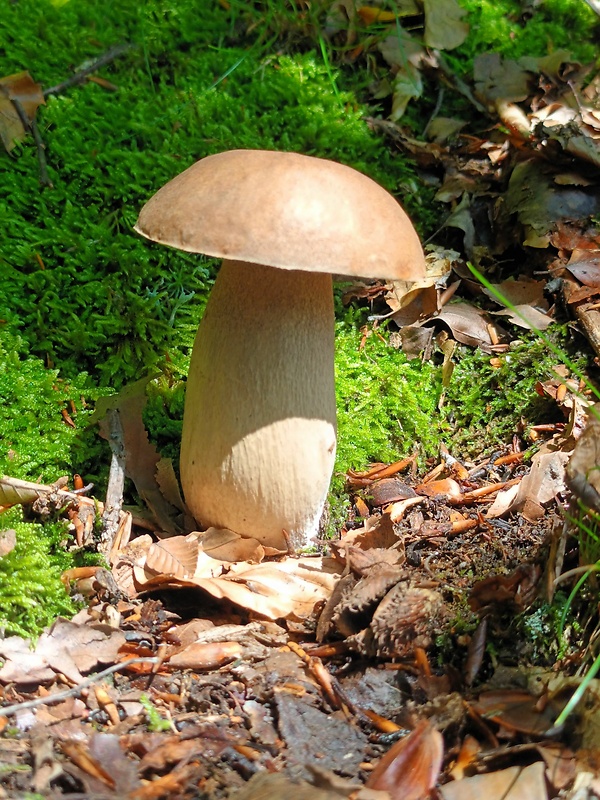 hríb dubový Boletus reticulatus Schaeff.