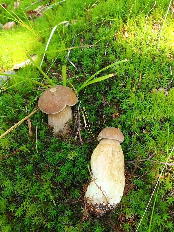 hríb dubový Boletus reticulatus Schaeff.