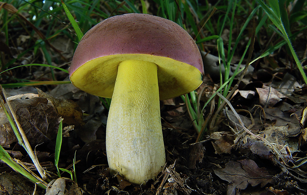 hríb nádherný Butyriboletus fuscoroseus (Smotl.) Vizzini & Gelardi