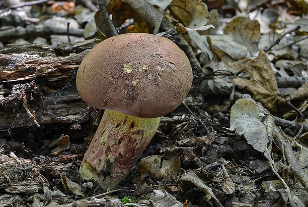 hríb nádherný Butyriboletus fuscoroseus (Smotl.) Vizzini & Gelardi