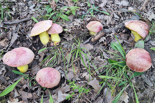 hríb kráľovský Butyriboletus regius (Krombh.) D. Arora & J.L. Frank