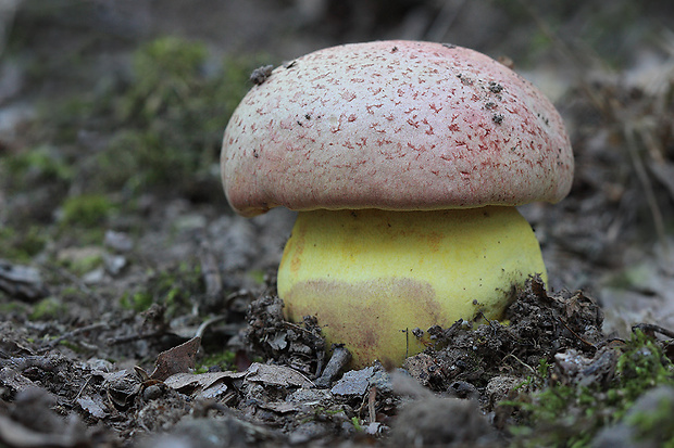 hríb kráľovský Butyriboletus regius (Krombh.) D. Arora & J.L. Frank