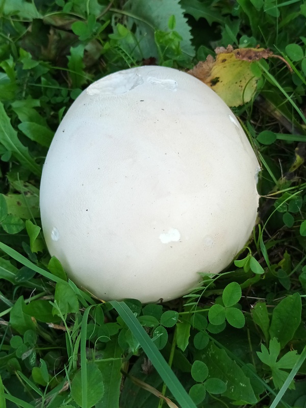 vatovec obrovský Calvatia gigantea (Batsch) Lloyd