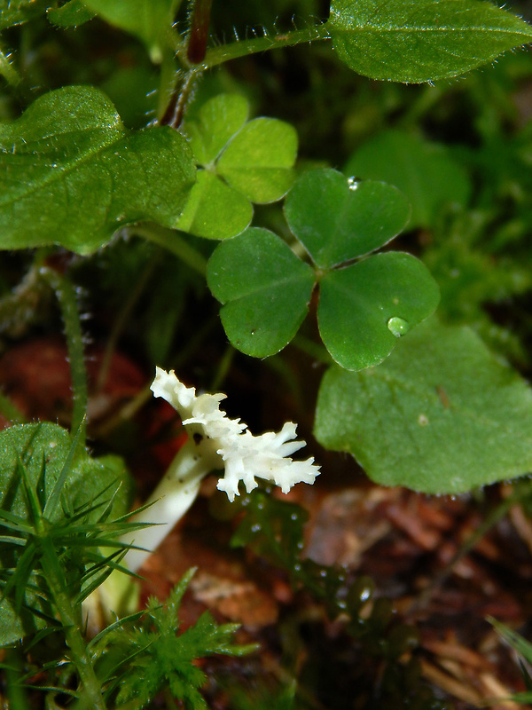 konárovka Clavulina sp.