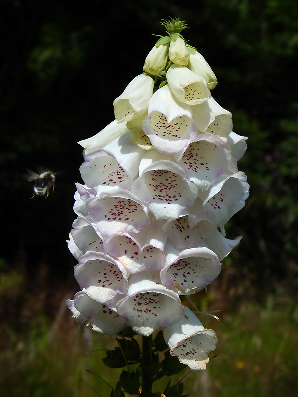 náprstník červený Digitalis purpurea L.