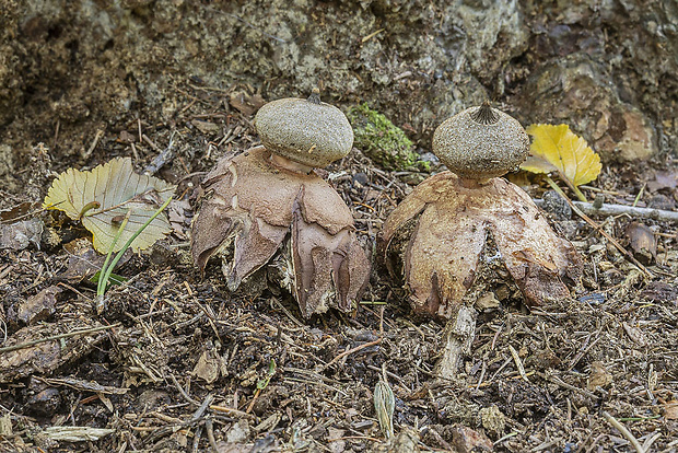 hviezdovka Berkeleyova Geastrum berkeleyi Massee