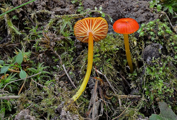 lúčnica Hygrocybe sp.