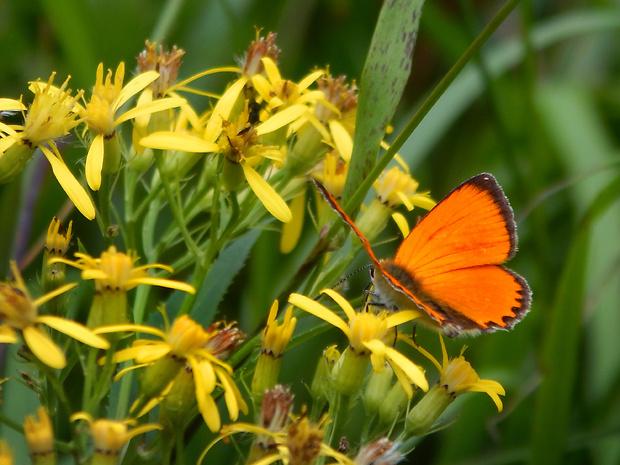 ohniváčik zlatobyľový Lycaena virgaureae  (Linnaeus, 1758)