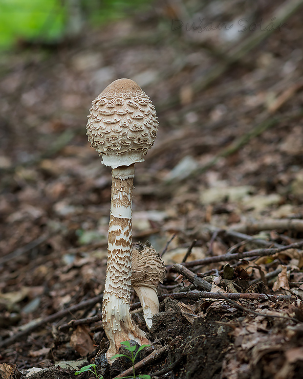 bedľa vysoká Macrolepiota procera (Scop.) Singer