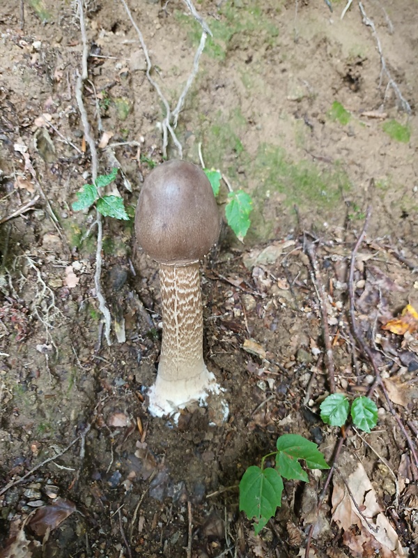 bedľa vysoká Macrolepiota procera (Scop.) Singer