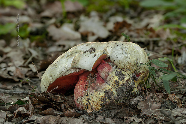 hríb satanský Rubroboletus satanas f. satanas (Lenz) Kuan Zhao & Zhu L. Yang