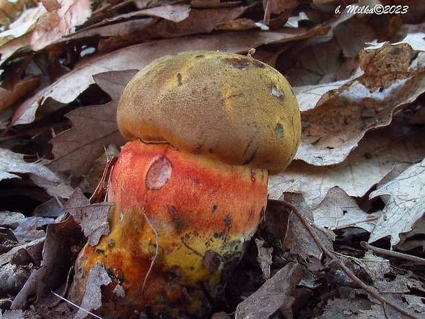 hríb zrnitohlúbikový Sutorius luridiformis (Rostk.) G. Wu & Zhu L. Yang