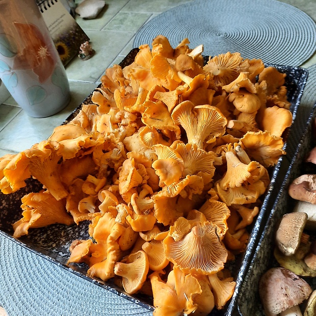 kuriatko Cantharellus sp.