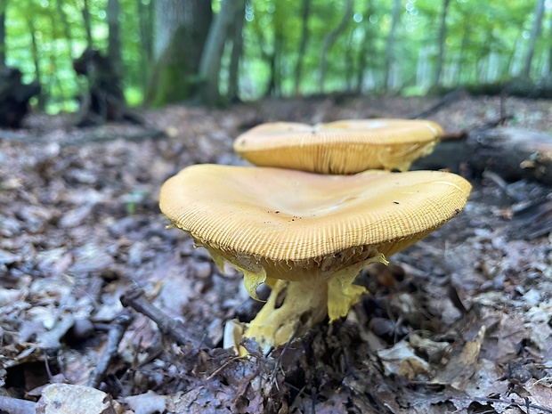 muchotrávka cisárska Amanita caesarea (Scop.) Pers.