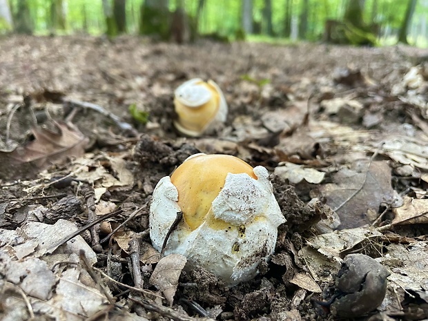 muchotrávka cisárska Amanita caesarea (Scop.) Pers.