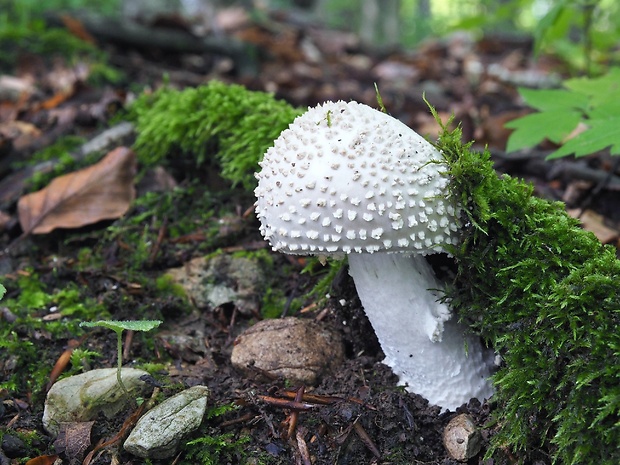 muchotrávka ostnatá Amanita echinocephala (Vittad.) Quél.