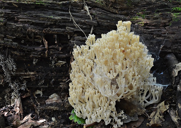 korunovec svietnikovitý Artomyces pyxidatus (Pers.) Jülich